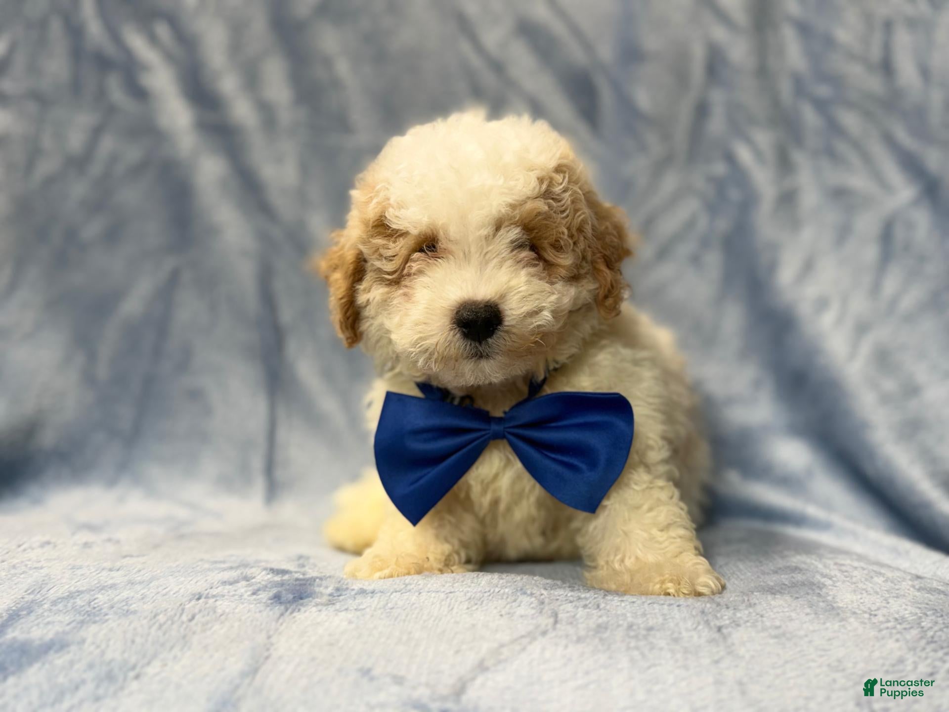 Bichpoo dogs Hercules - Ad 6