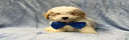 Bichpoo dogs for sale: Hercules - Ad 1