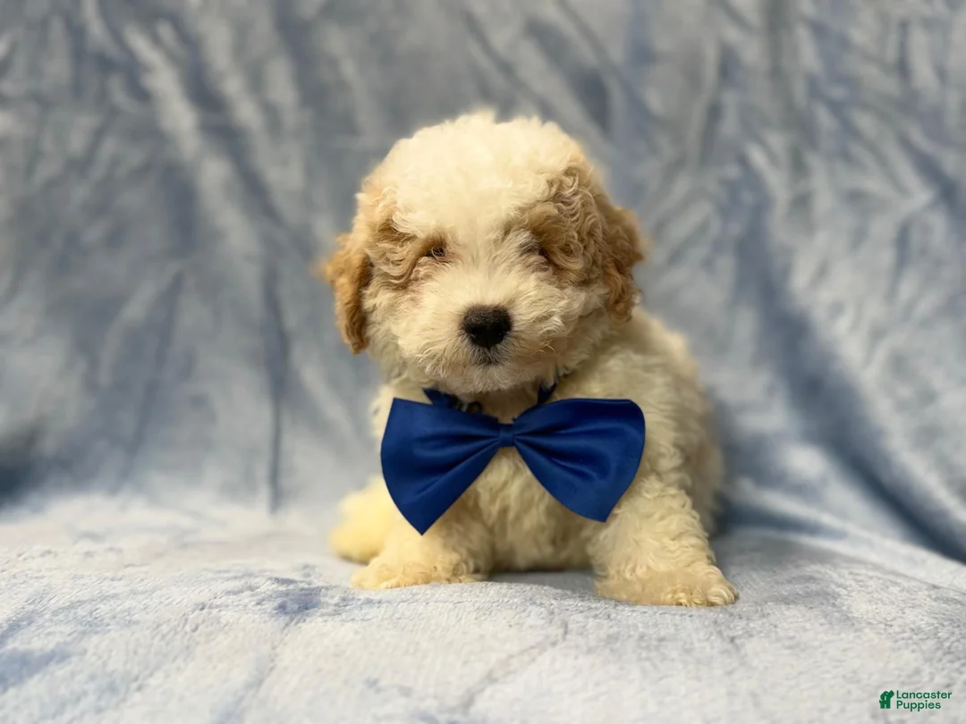 Bichpoo dogs for sale: Hercules - Ad 1