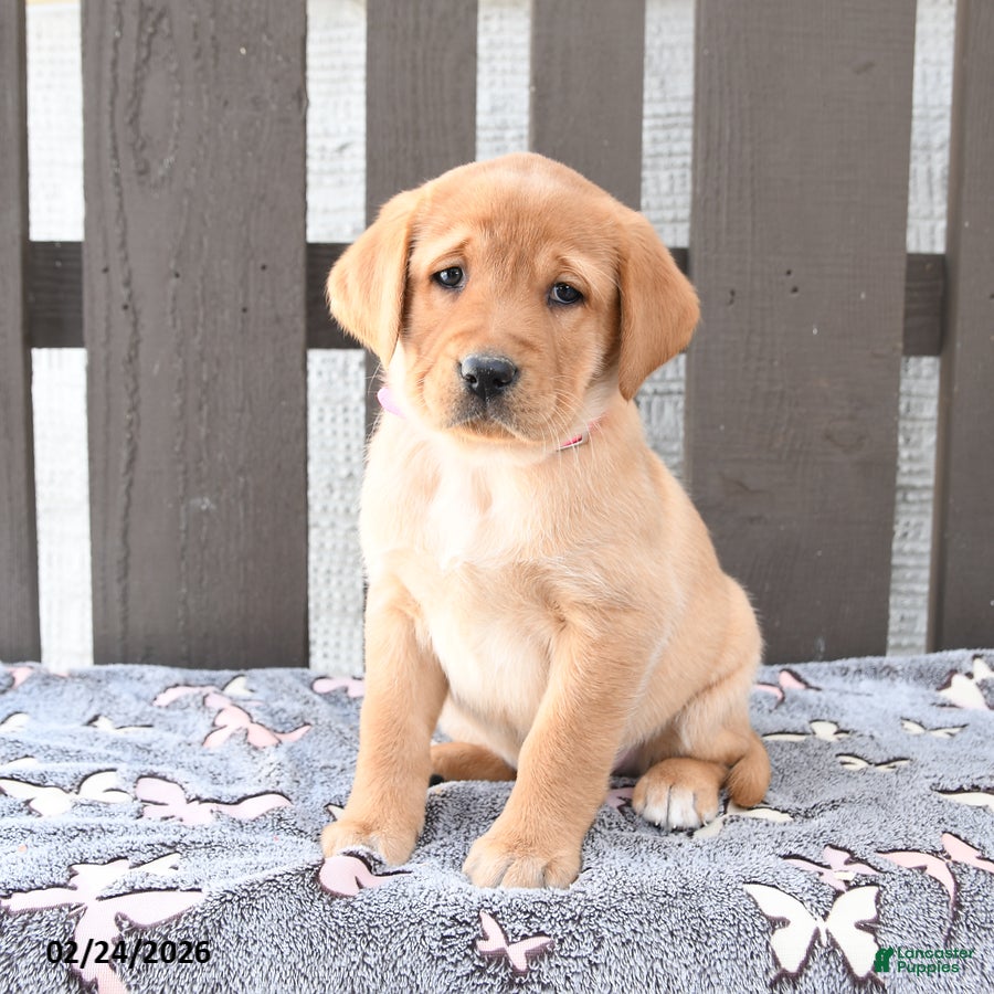 Labrador Retriever dogs Sydney - Ad 1