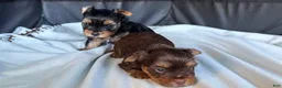 Yorkshire Terrier dogs for sale: Bruno - Ad 2