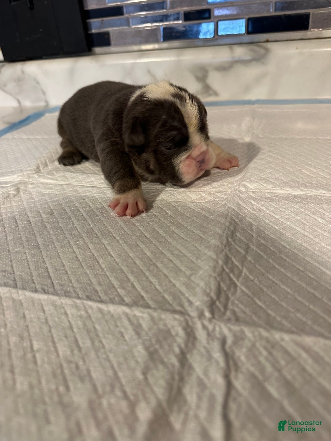 English Bulldog dogs for sale: Lilac and White Male - Ad 28