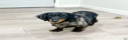 Miniature Dachshund dogs for sale: Jill - Ad 7