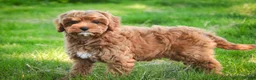 Cavapoo dogs for sale: Haven - Ad 4