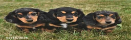Miniature Dachshund dogs for sale: Twila - Ad 3