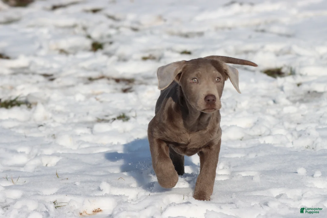 Labrador Retriever dogs for sale: Athena  - Ad 3