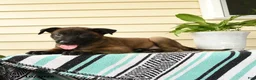Belgian Malinois dogs for sale: Kafi - Ad 3