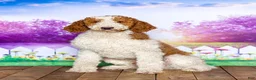 Goldendoodle dogs for sale: Cindy - Ad 5