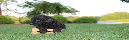 Mini Goldendoodle dogs for sale: Marcy - Ad 5