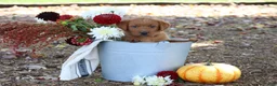 Labrador Retriever dogs for sale: Pumpkin - Ad 4