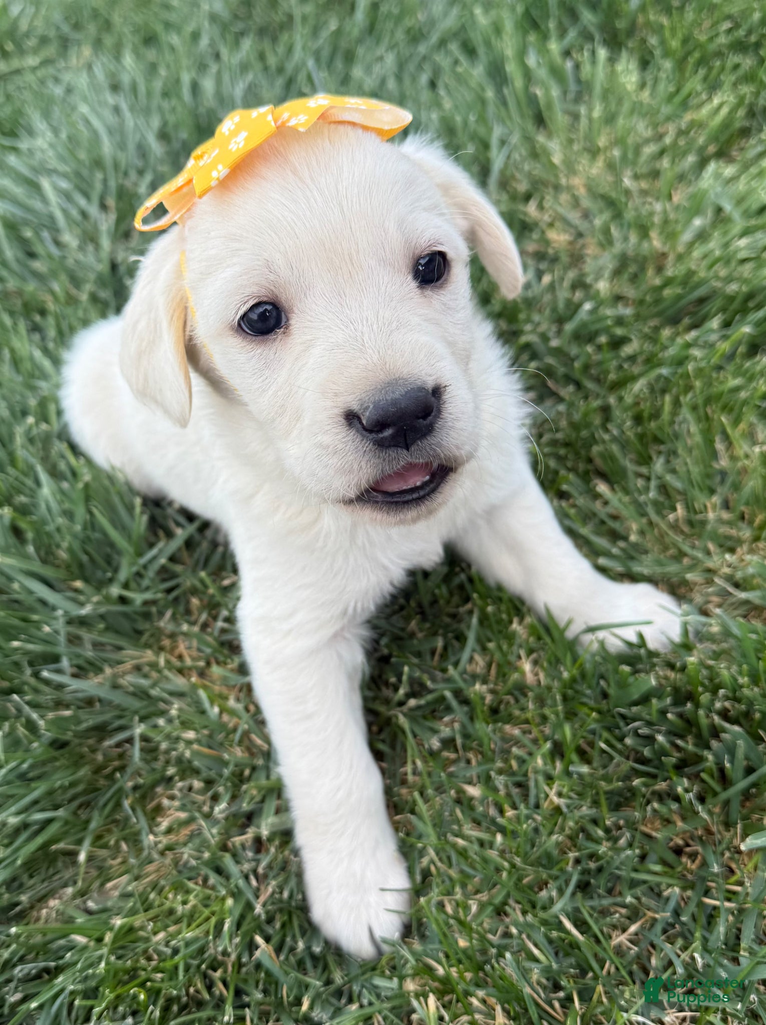 Labrador Retriever dogs Labrador Retriever Puppy 2 - Ad 4