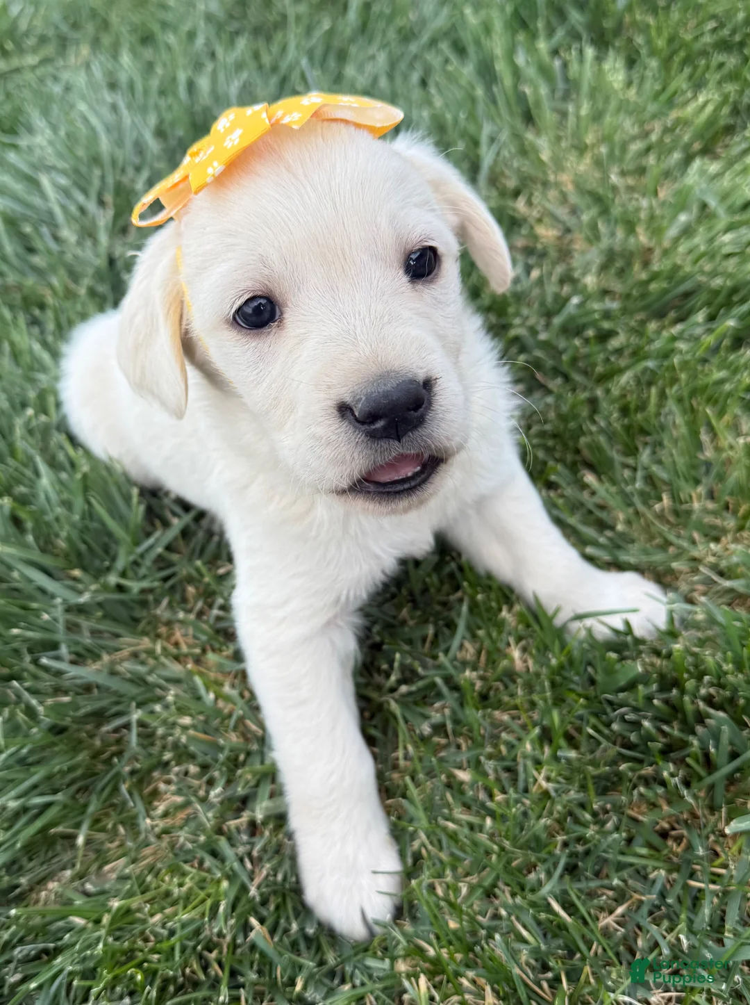 Labrador Retriever dogs for sale: Labrador Retriever Puppy 2 - Ad 1