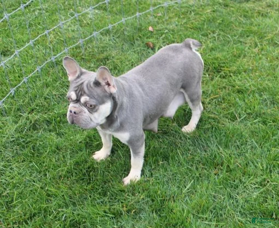 French Bulldog dogs for sale: Tom - Ad 5