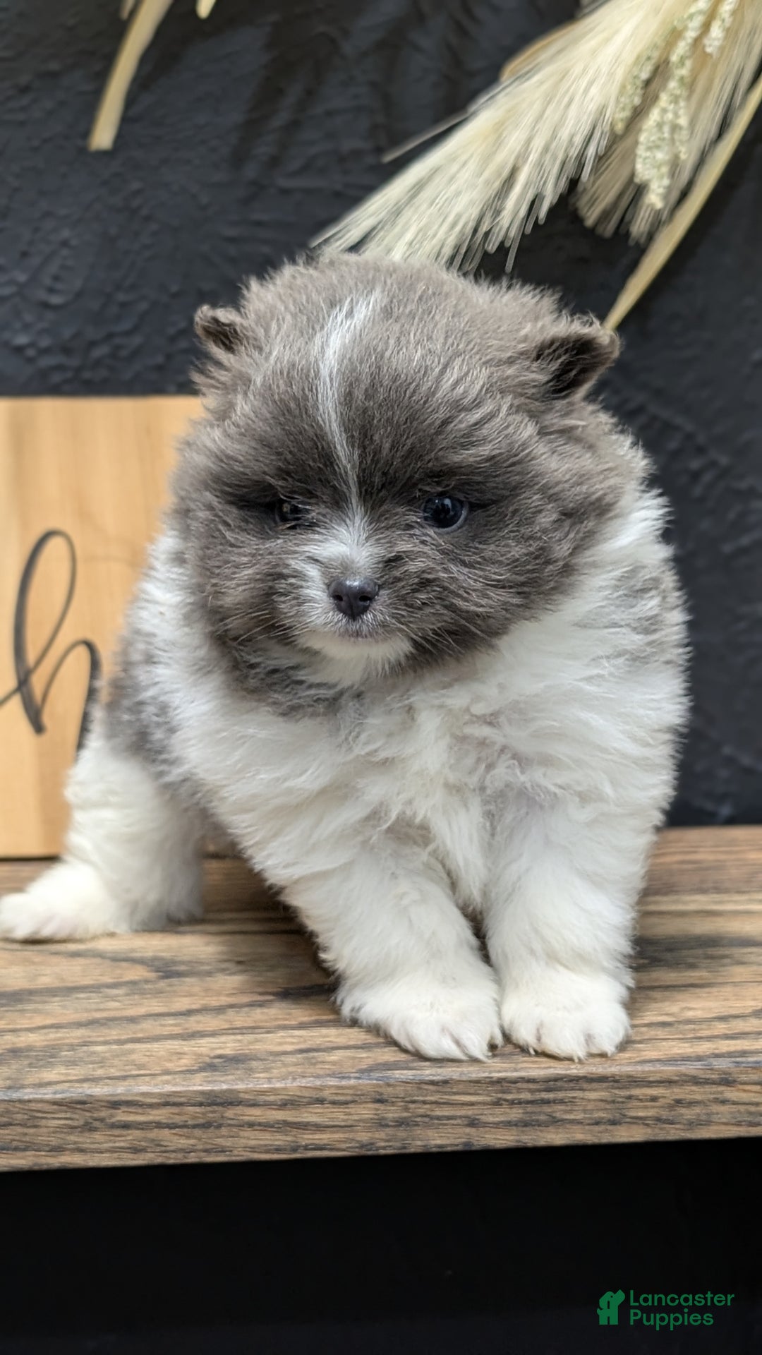 Pomeranian dogs for sale: Yoda - Ad 4