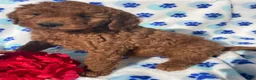 Mini Goldendoodle dogs for sale: Pearl - Ad 4