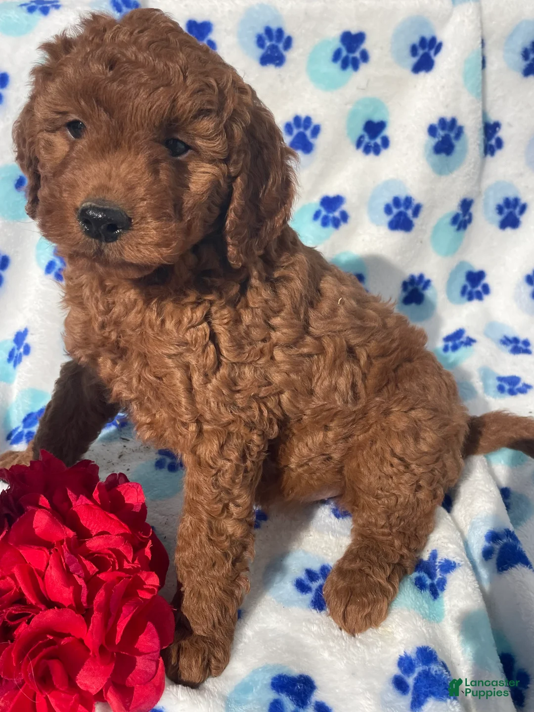 Mini Goldendoodle dogs for sale: Pearl - Ad 4