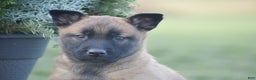 Belgian Malinois dogs for sale: Raelynn - Ad 3