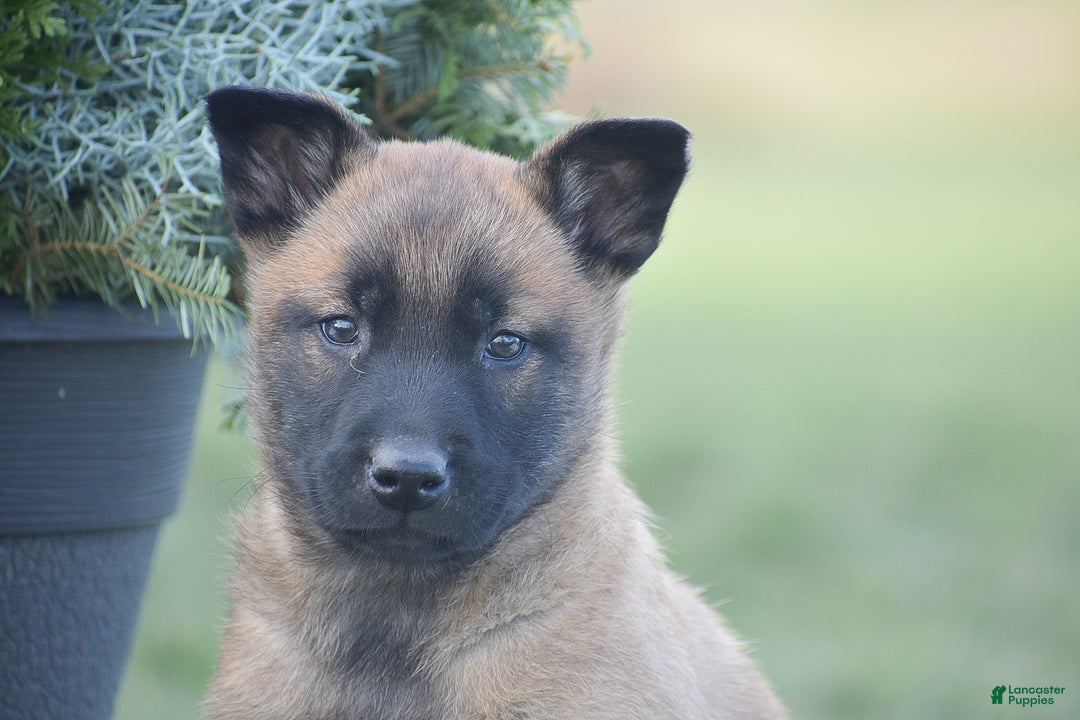 Belgian Malinois dogs for sale: Raelynn - Ad 3
