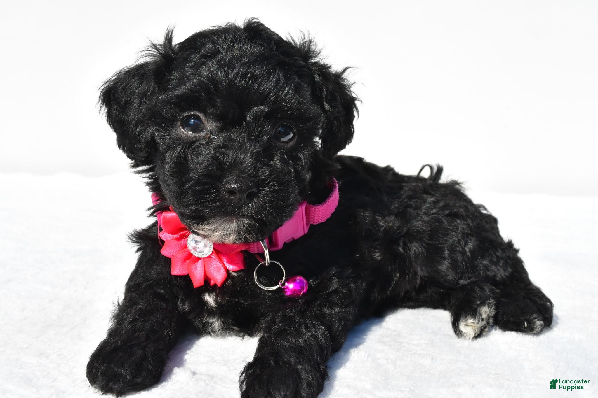 Toy Poodle dogs Pansy - Ad 1