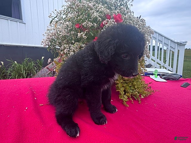 Mixed Breed dogs Rosa  - Ad 2