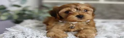 Yorkiepoo dogs for sale: Reggie - Ad 9