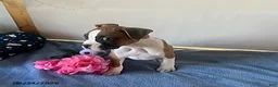 Boxer dogs for sale: Soraya - Ad 4