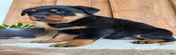 Rottweiler dogs for sale: Luke - Ad 10