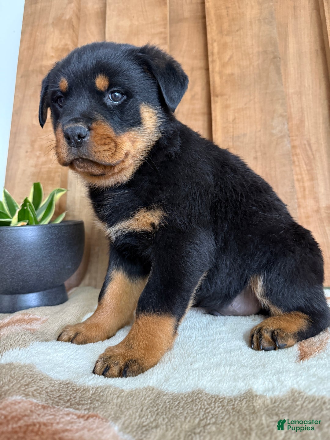 Rottweiler dogs for sale: Luke - Ad 10