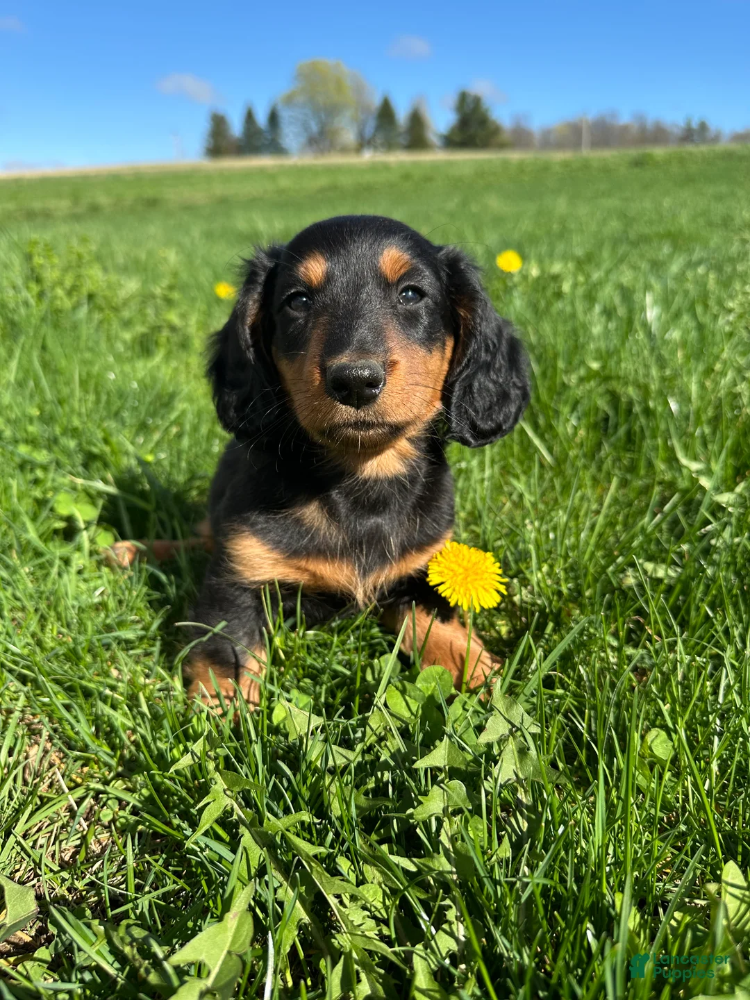 Miniature Dachshund dogs for sale: Carlo - Ad 7