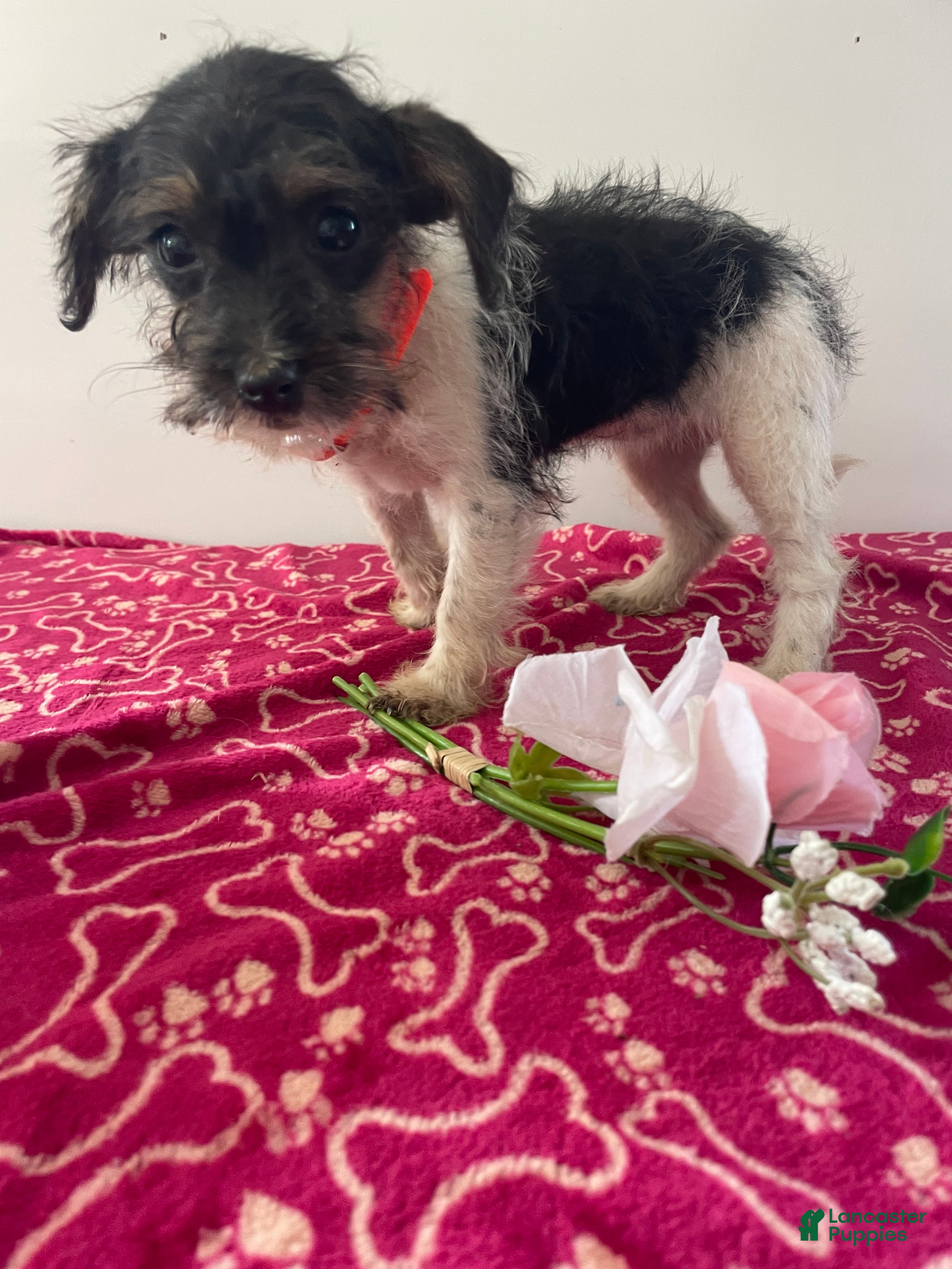 Jackapoo dogs Jackie - Ad 1
