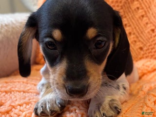 Dachshund dogs - Ad 32