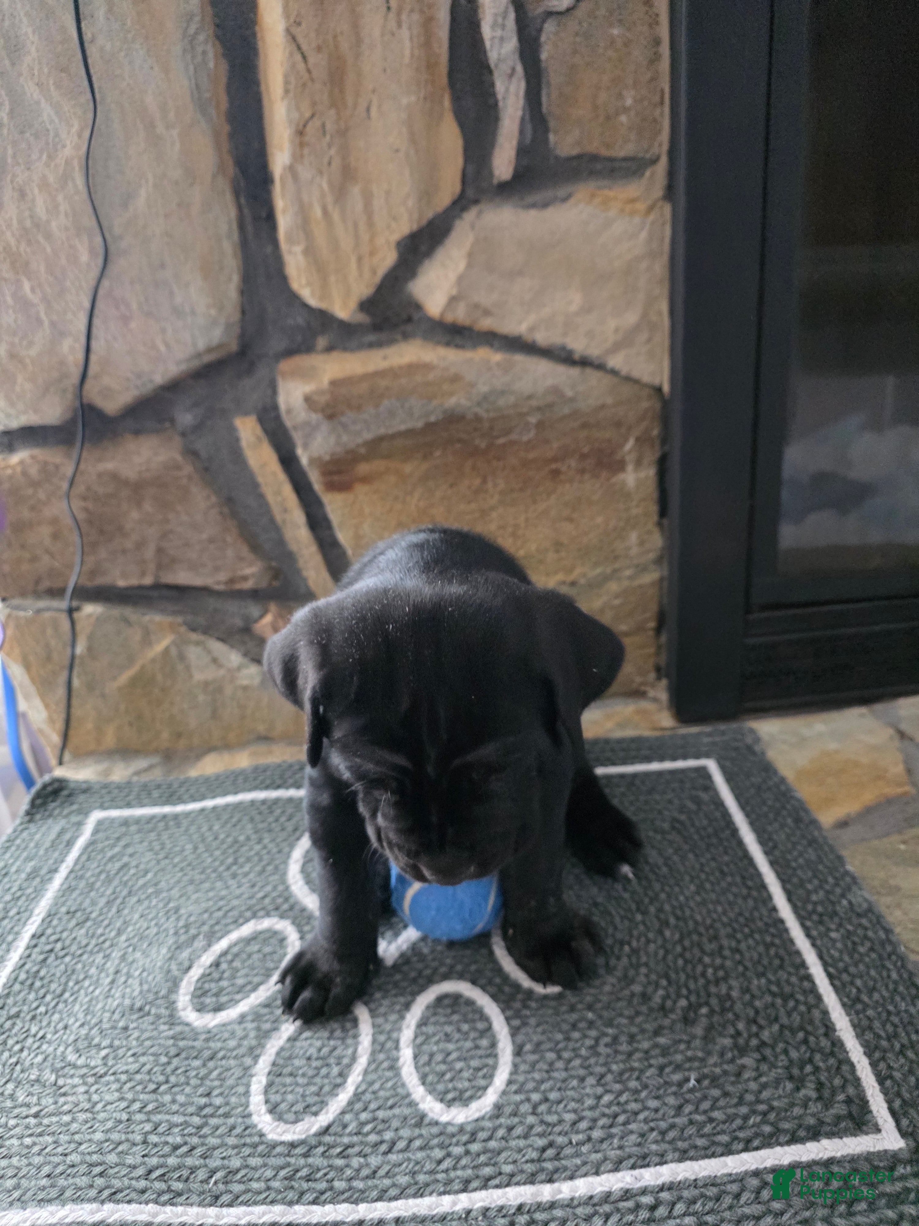 Cane Corso dogs Soren - Ad 2