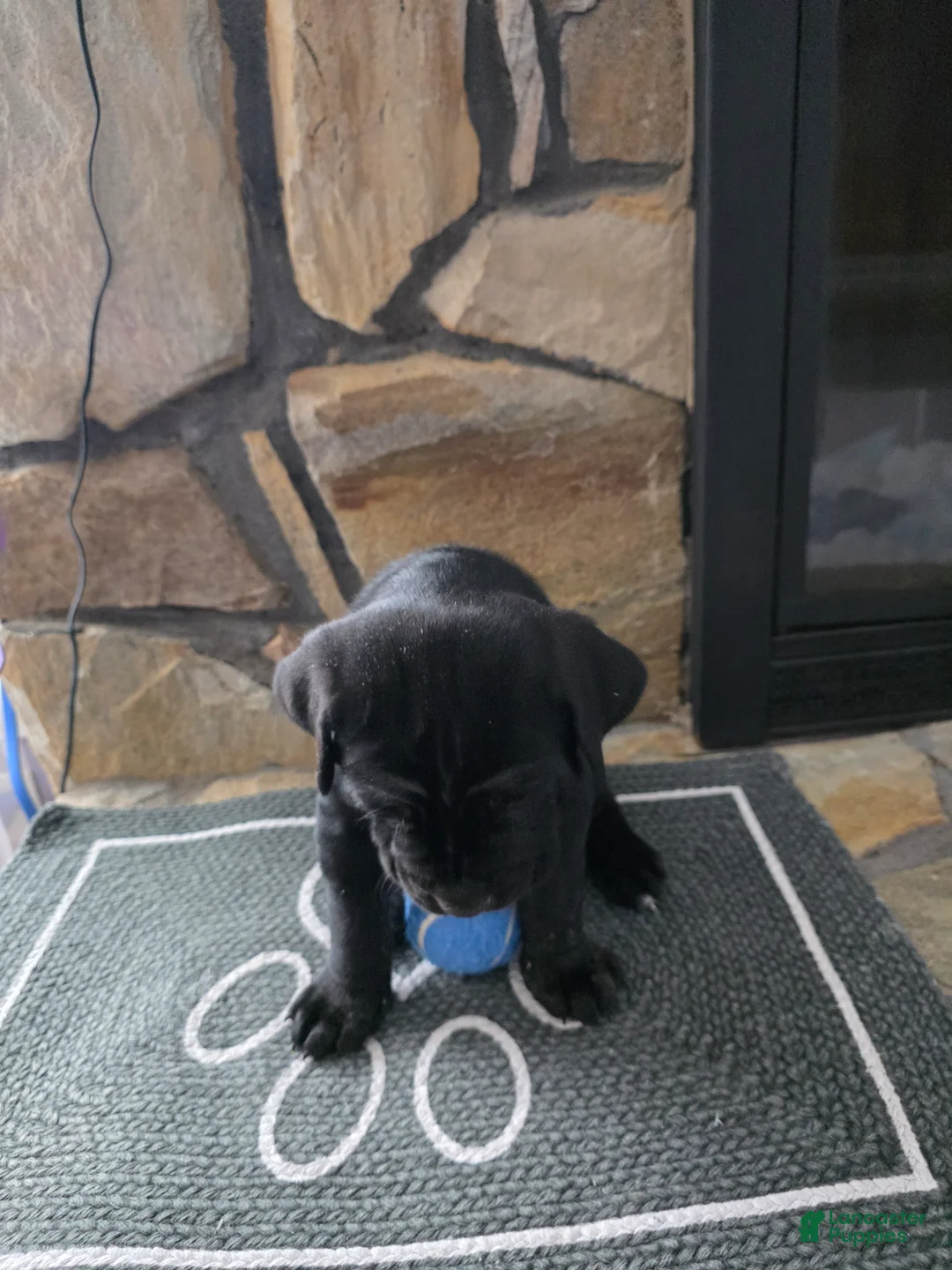 Cane Corso dogs for sale: Soren - Ad 2