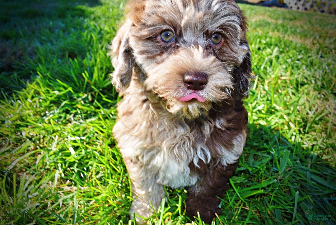 Havapoo dogs for sale: Jimbo - Ad 13