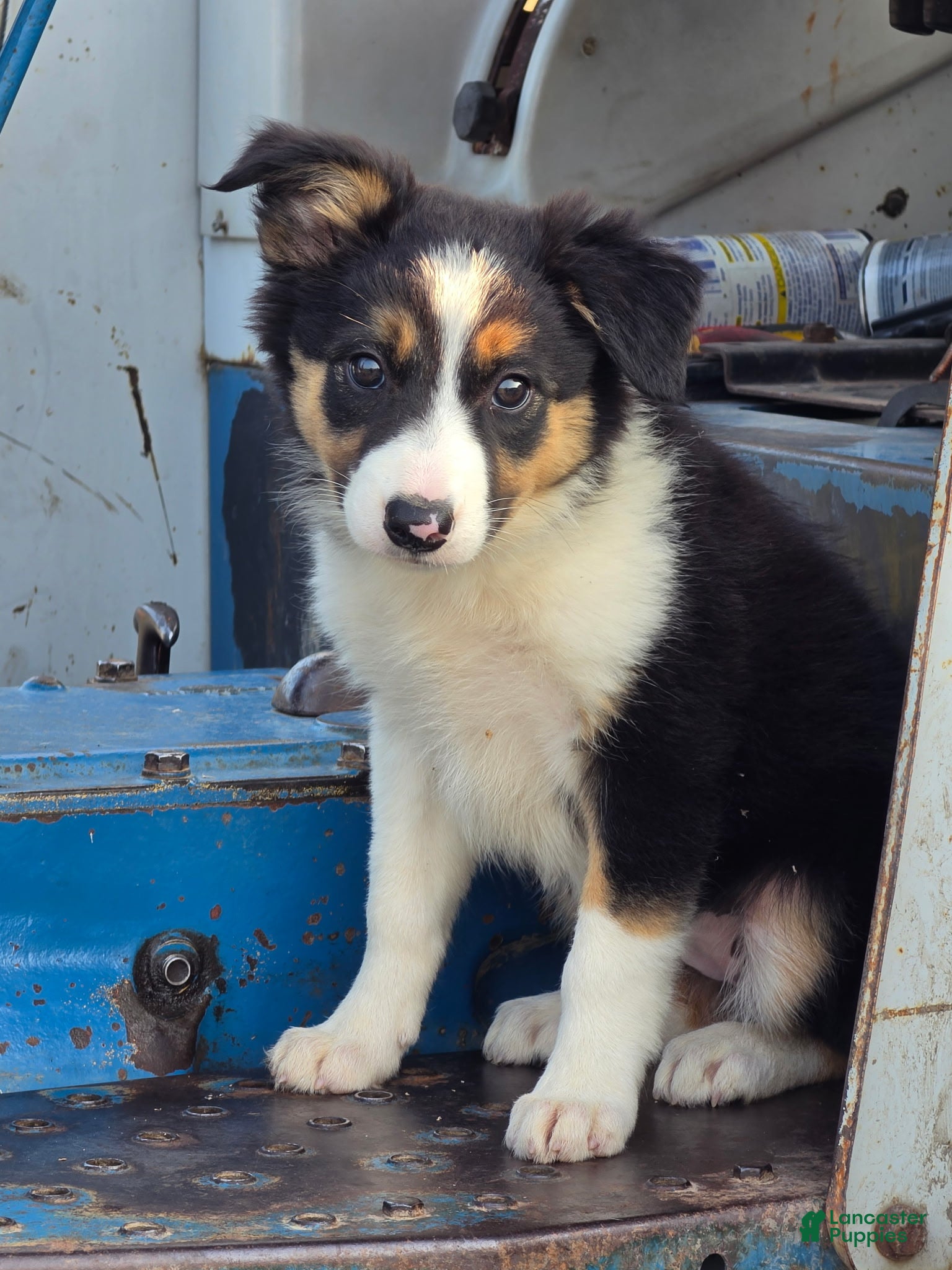 Border Collie dogs Sadie  - Ad 2