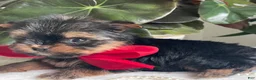 Biewer Terrier dogs for sale: Itty Bitty - Ad 7
