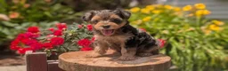Yorkiepoo dogs for sale: Zoey - Ad 8