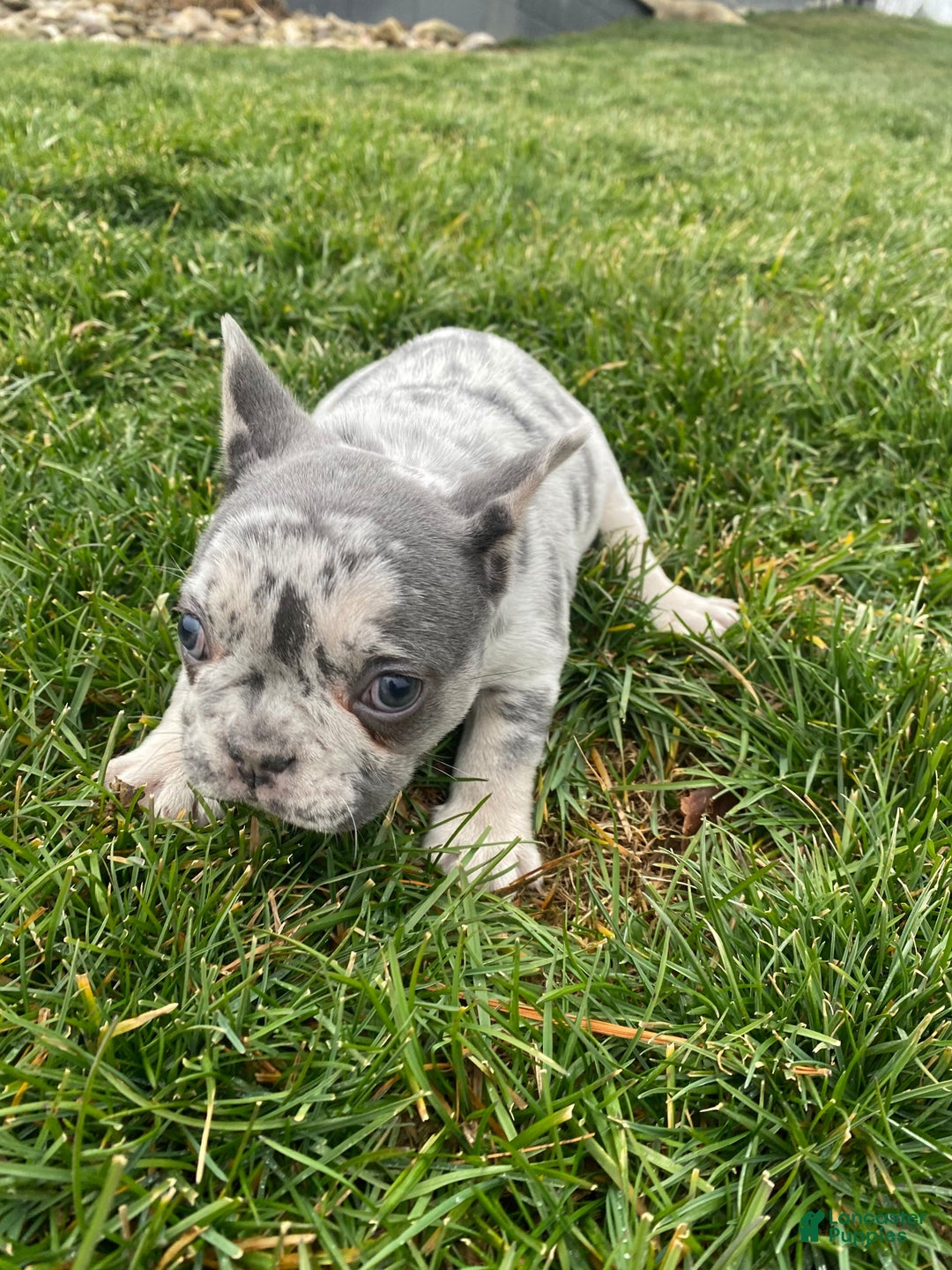 French Bulldog dogs for sale: Sammy - Ad 15