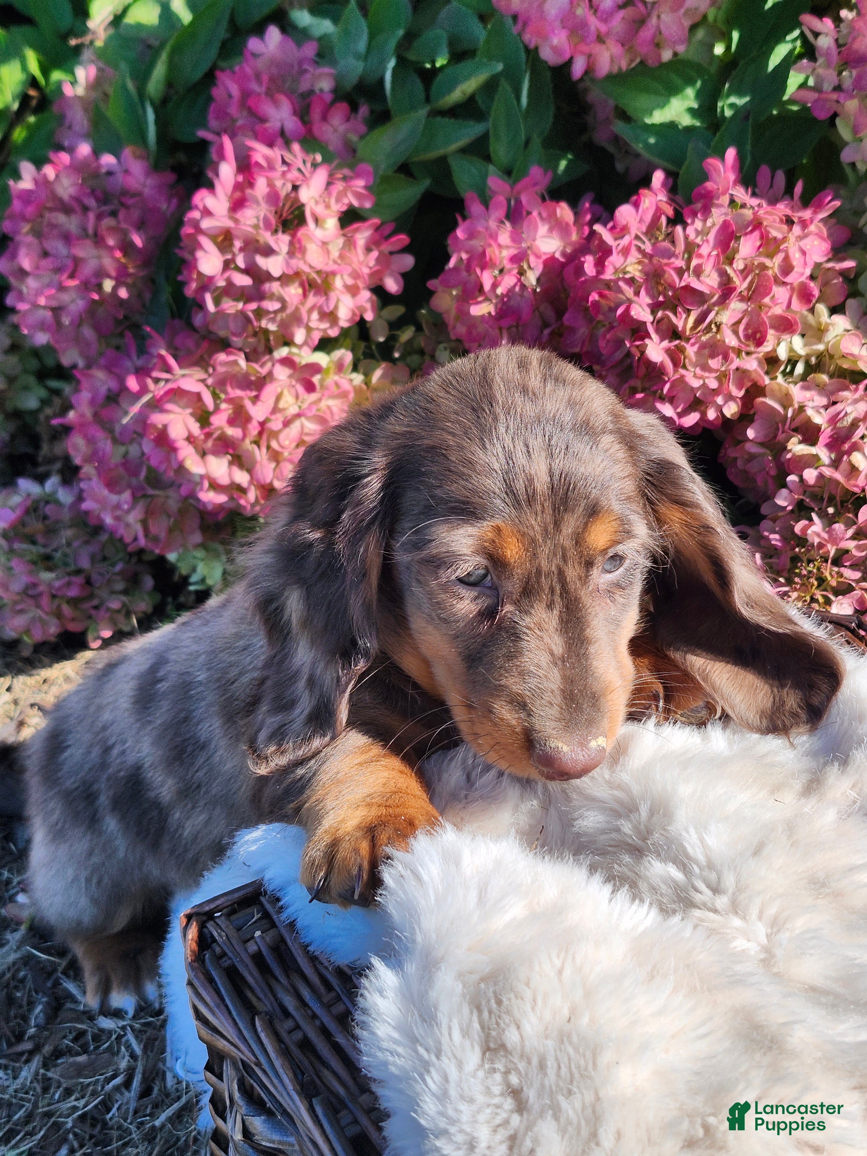 Miniature Dachshund dogs for sale: Espresso  - Ad 1