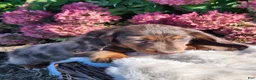 Miniature Dachshund dogs for sale: Espresso  - Ad 1