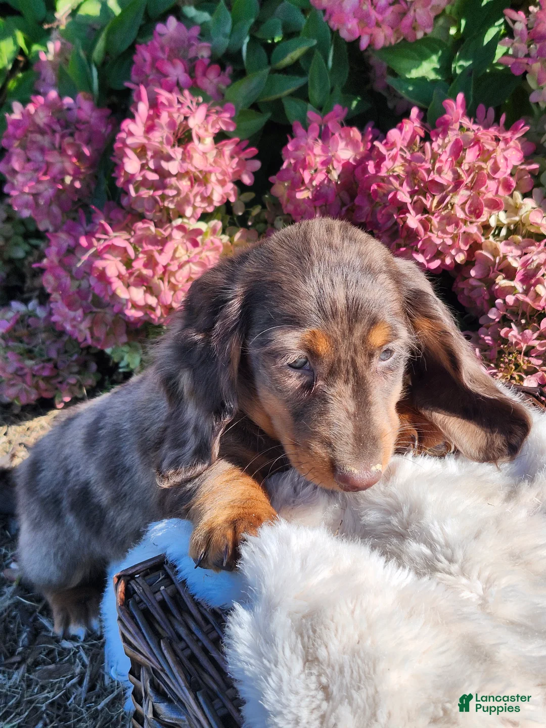 Miniature Dachshund dogs for sale: Espresso  - Ad 1