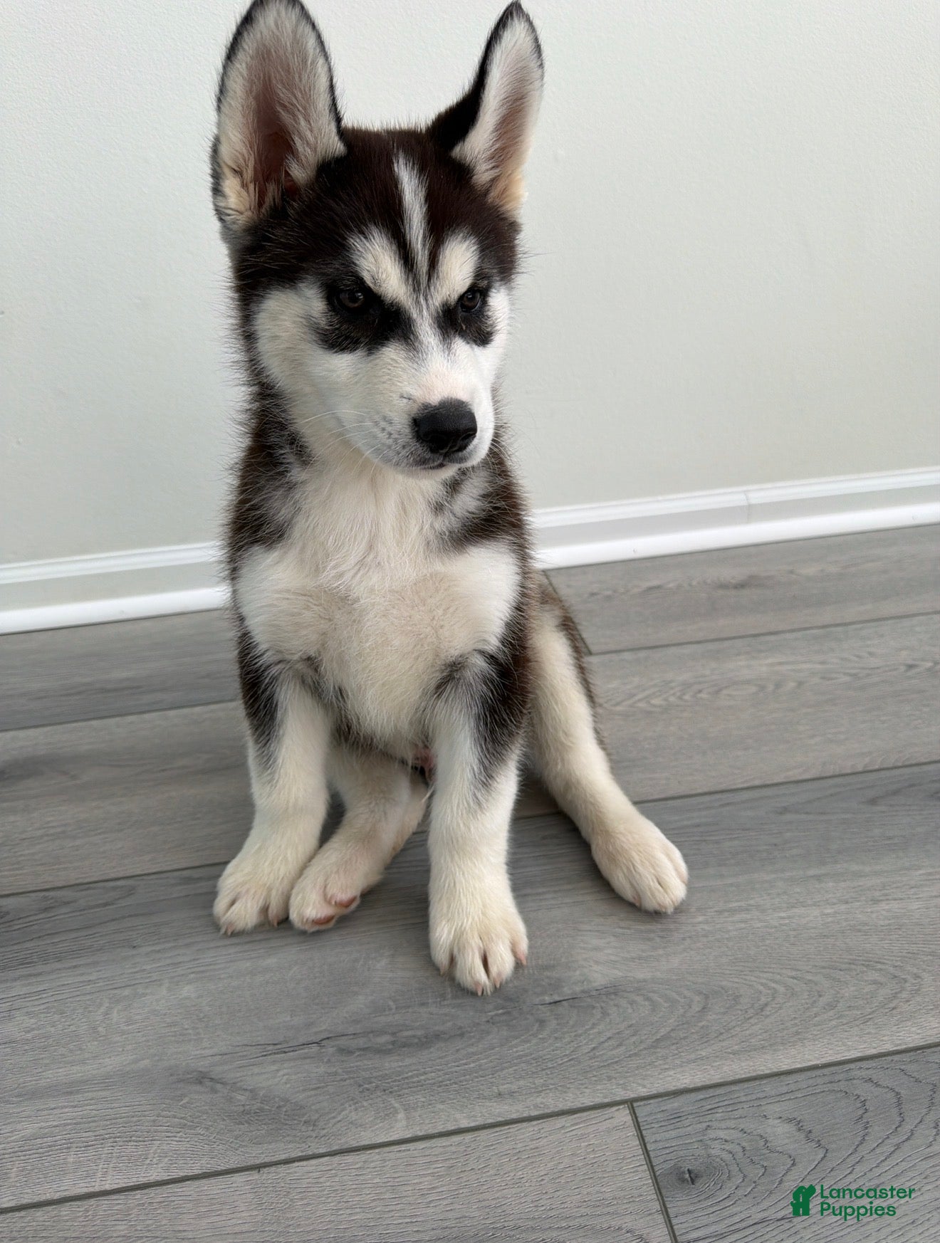 Alaskan Husky dogs Alaskan Husky 1 - Ad 1