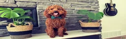 Mini Goldendoodle dogs for sale: Violet - Ad 6