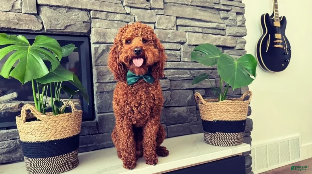 Mini Goldendoodle dogs for sale: Violet - Ad 6