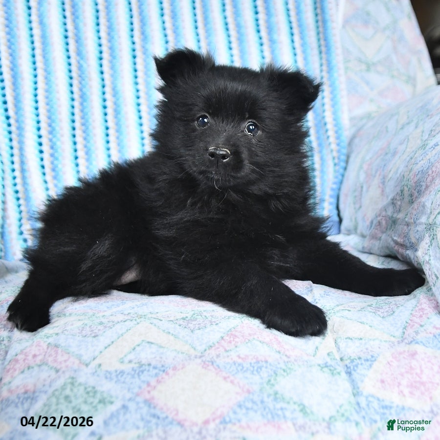 Pomsky dogs Misty - Ad 2