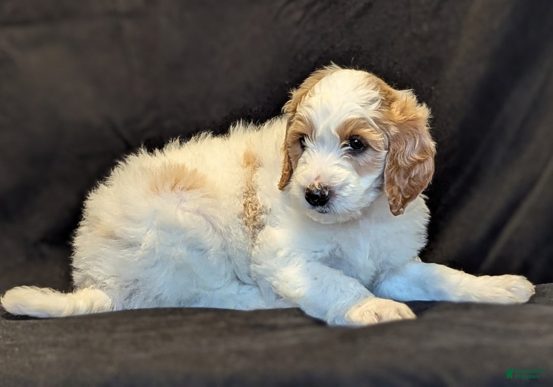 Goldendoodle dogs for sale: Lucky  - Ad 3