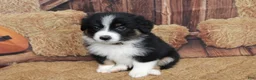 Australian Shepherd dogs for sale: Shiloh  - Ad 5