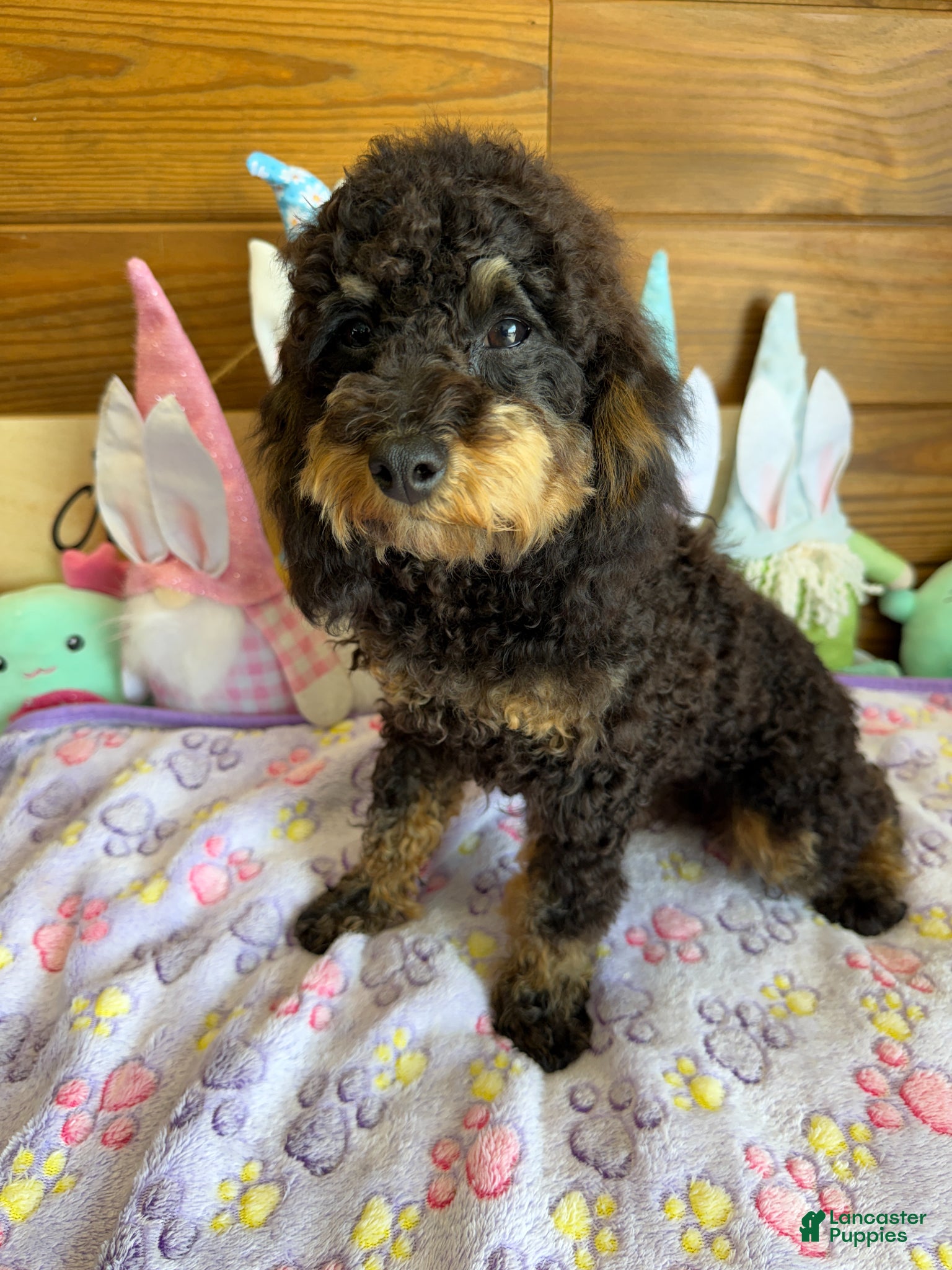 Cockapoo dogs Benny - Ad 5