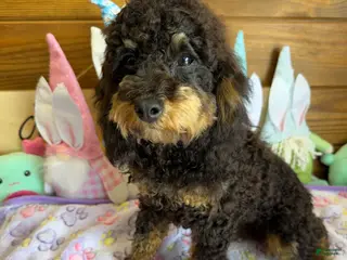 Cockapoo dogs Benny - Ad 5