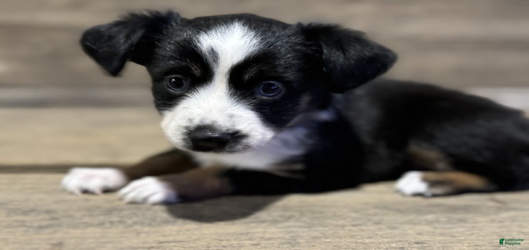 Gallery Image {{count}}